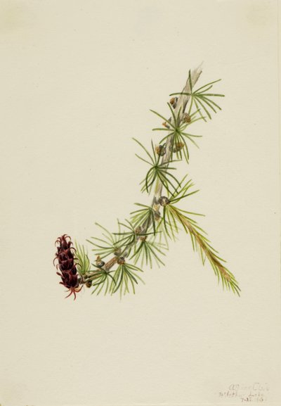 Lyall Larch by Mary Vaux Walcott