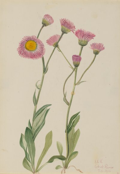 Meadow Fleabane Erigeron Speciosus, 1920 by Mary Vaux Walcott