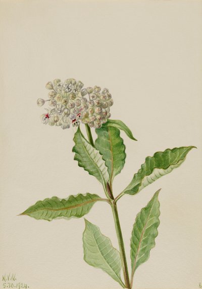 Milkweed by Mary Vaux Walcott