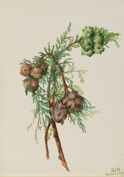 Monterey Cypress Cupressus macrocarpa by Mary Vaux Walcott