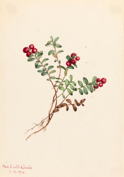 Mountain Cranberry by Mary Vaux Walcott