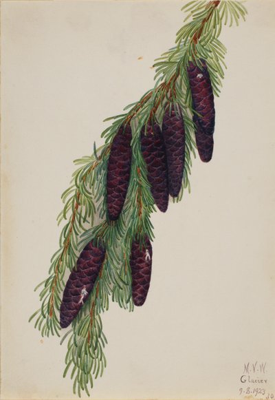 Mountain Hemlock Tsuga mertensiana by Mary Vaux Walcott