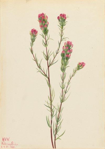 Owl-clover Orthocarpus tenuifolius by Mary Vaux Walcott