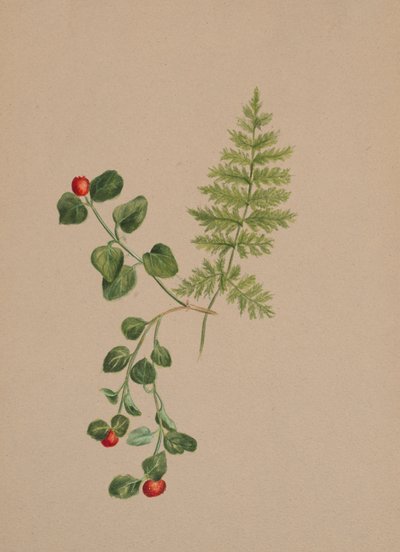 Partridgeberry Mitchella repens by Mary Vaux Walcott