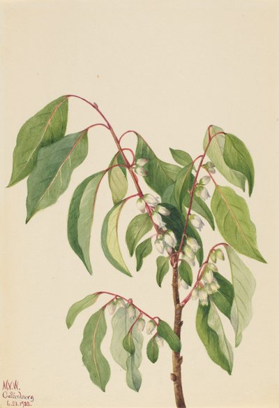 Persimmon by Mary Vaux Walcott