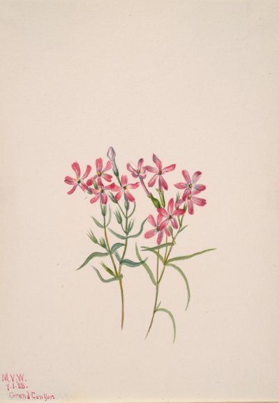 Phlox stansburyi by Mary Vaux Walcott