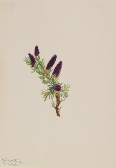 Picea engelmanni by Mary Vaux Walcott