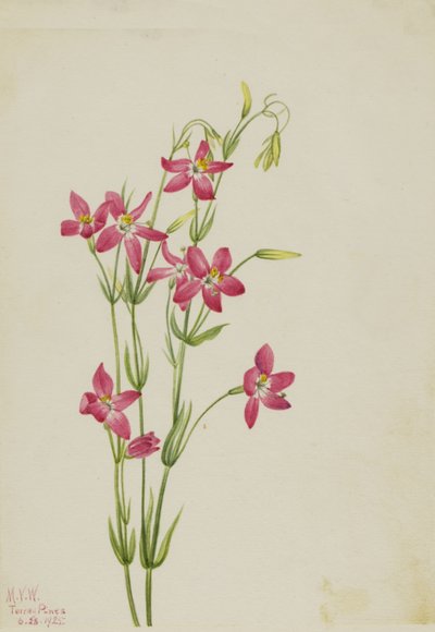 Pink Centaurium Centaurium venustum, 1925 by Mary Vaux Walcott
