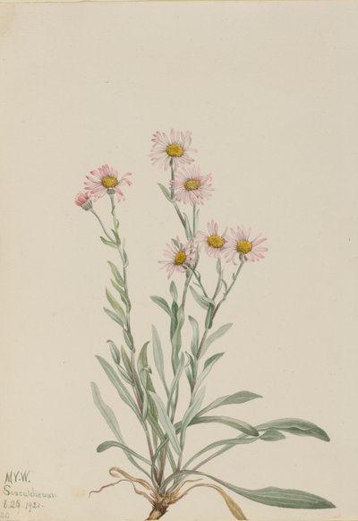 Pink Fleabane Erigeron caespitosus by Mary Vaux Walcott