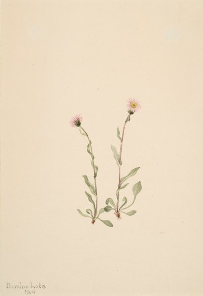 Pink Fleabane Erigeron jucundus, 1904 by Mary Vaux Walcott