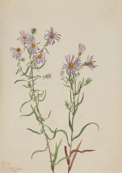 Prairie Aster Aster campestris, 1923 by Mary Vaux Walcott