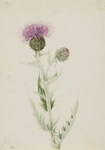 Prairie Thistle Cirsium undulatum by Mary Vaux Walcott