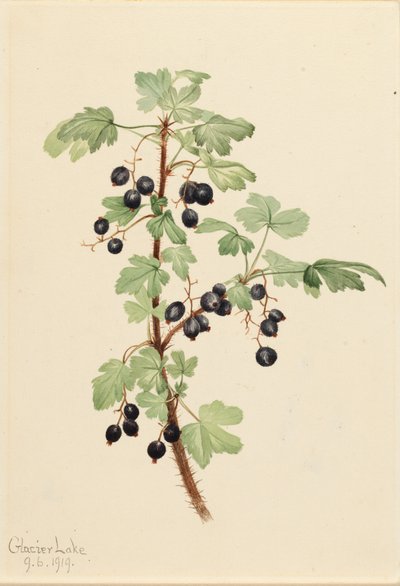 Prickly Currant, 1919 by Mary Vaux Walcott