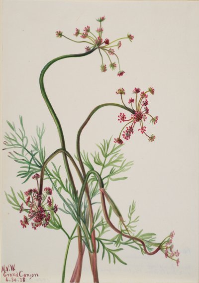 Pseudocymopterus Montanus by Mary Vaux Walcott