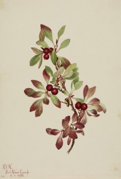 Ptarmiganberry, 1922 by Mary Vaux Walcott