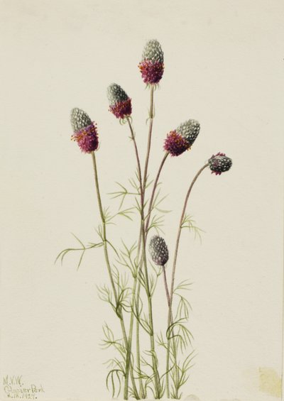 Purple Prairieclover by Mary Vaux Walcott