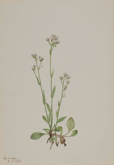 Pussy-Toes Antennaria Racemosa by Mary Vaux Walcott