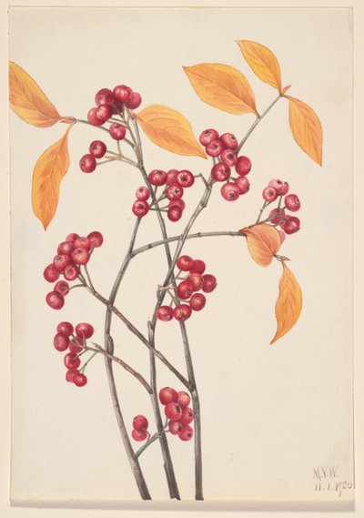 Red Chokeberry Aronia Arbutifolia by Mary Vaux Walcott