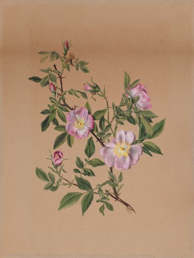 Rose Mallow Hibiscus moscheutos, 1878 by Mary Vaux Walcott