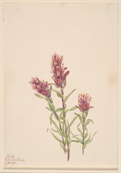 Rose Paintbrush by Mary Vaux Walcott