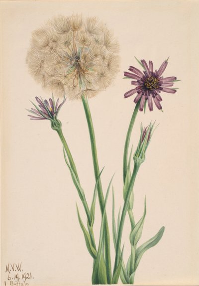 Salsify Tragopogon porrifolius by Mary Vaux Walcott