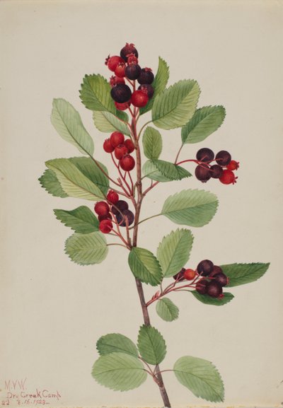 Saskatoon Amelanchier alnifolia by Mary Vaux Walcott