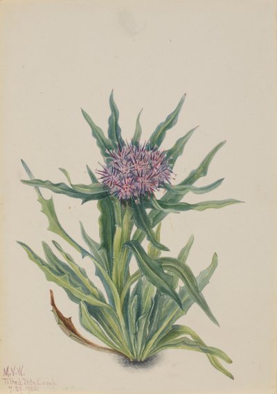 Saussurea Saussurea densa by Mary Vaux Walcott