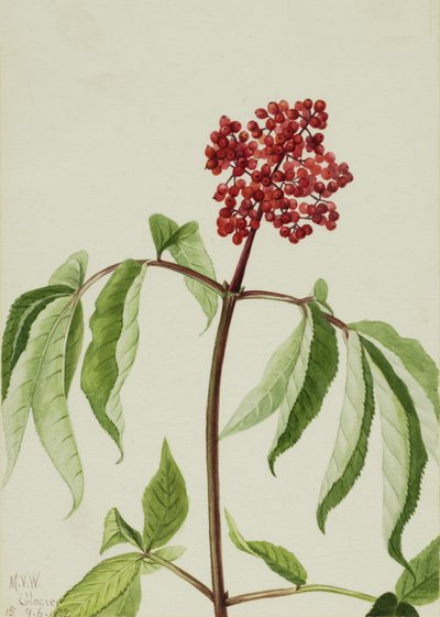 Scarlet Elder by Mary Vaux Walcott