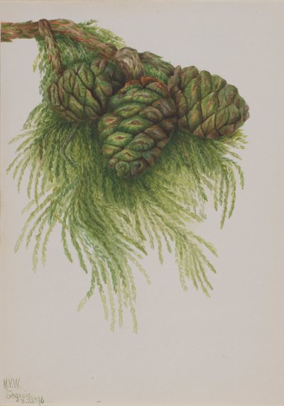 Sequoia Sequoia gigantea by Mary Vaux Walcott