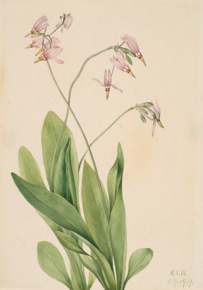 Shooting Star Dodecatheon meadia by Mary Vaux Walcott