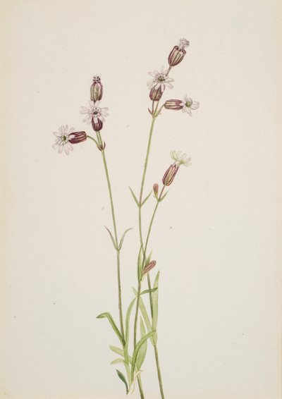 Silene multicaulis by Mary Vaux Walcott