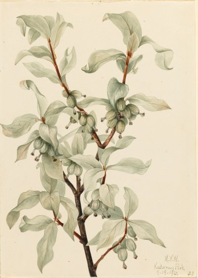 Silverberry by Mary Vaux Walcott