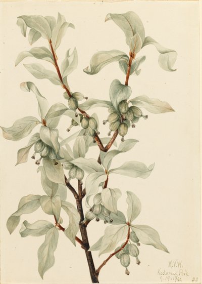 Silverberry Elaeagnus commutata, 1922 by Mary Vaux Walcott