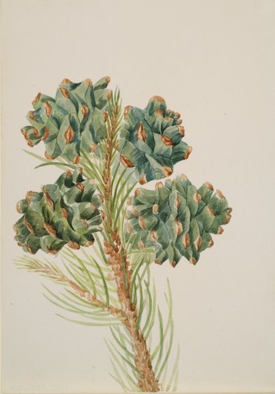 Single-Leaf Pine by Mary Vaux Walcott