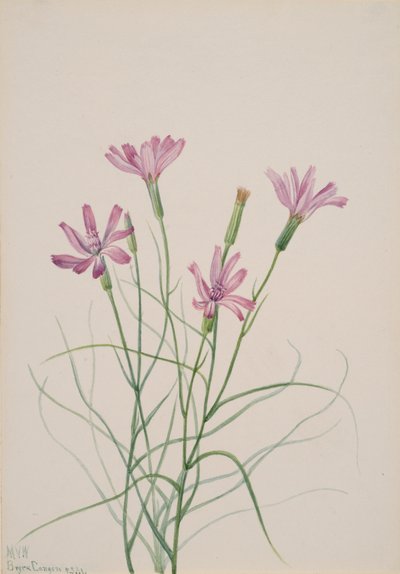 Skeleton Weed Lygodesmia grandiflora, 1931 by Mary Vaux Walcott