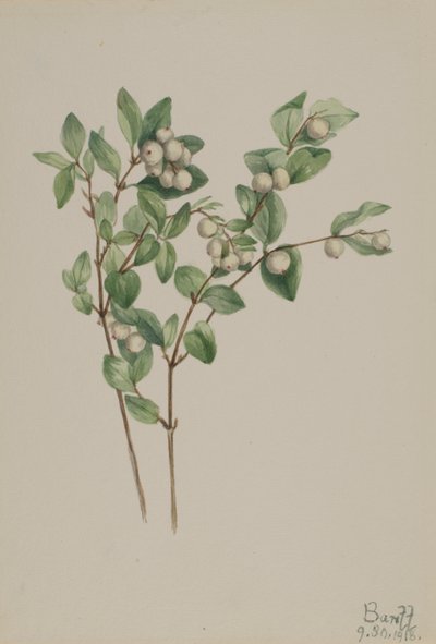 Snowberry Symphoricarpos Albus by Mary Vaux Walcott