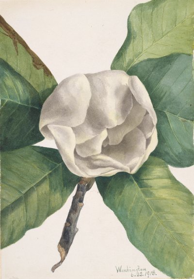 Southern Magnolia, 1918 by Mary Vaux Walcott