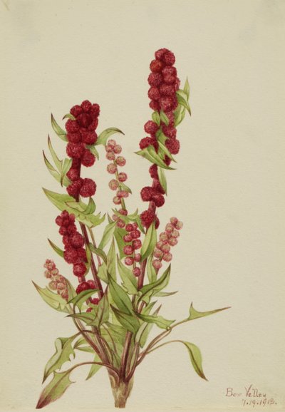 Strawberry-Blite Chenopodium capitatum by Mary Vaux Walcott