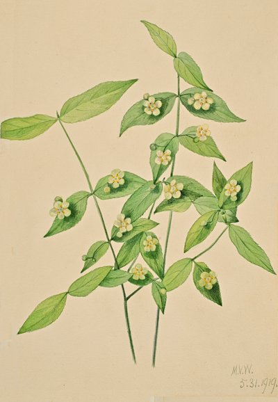 Strawberry Bush Euonymus americanus, 1919 by Mary Vaux Walcott