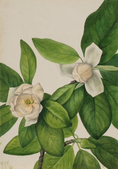 Sweetbay Magnolia by Mary Vaux Walcott