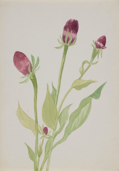 Untitled--Flower Study, n.d. by Mary Vaux Walcott