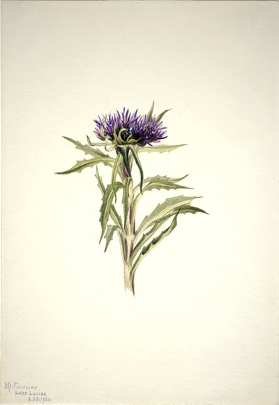 Untitled--Plant Study by Mary Vaux Walcott