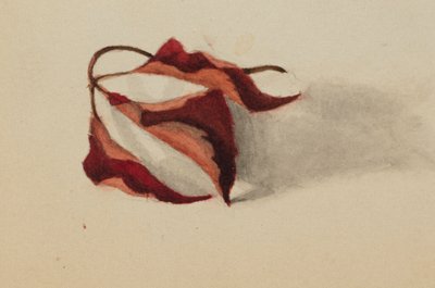 Untitled Curled Autumn Leaves by Mary Vaux Walcott