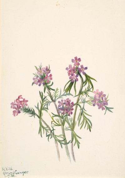 Vervain Verbena wrightii by Mary Vaux Walcott