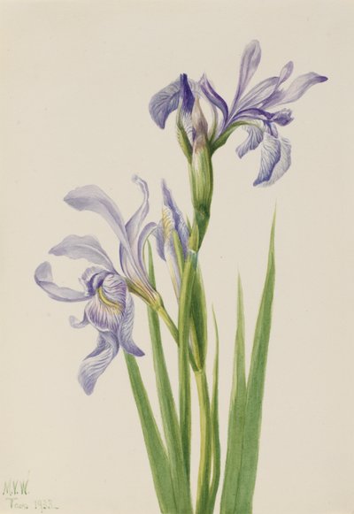 Western Blue Flag by Mary Vaux Walcott