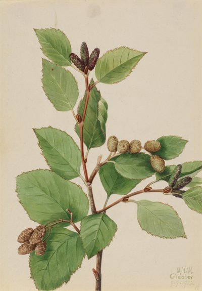 Western Green Alder by Mary Vaux Walcott