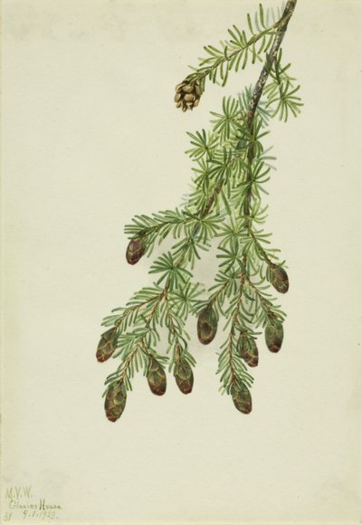 Western Hemlock by Mary Vaux Walcott