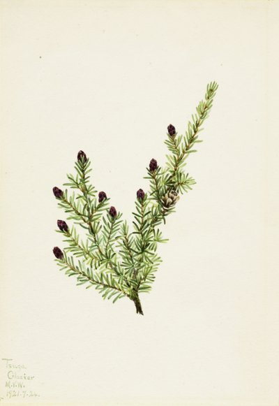 Western Hemlock Tsuga heterophylla by Mary Vaux Walcott