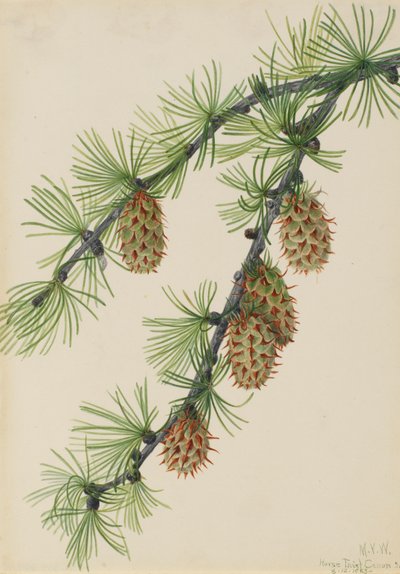 Western Larch by Mary Vaux Walcott