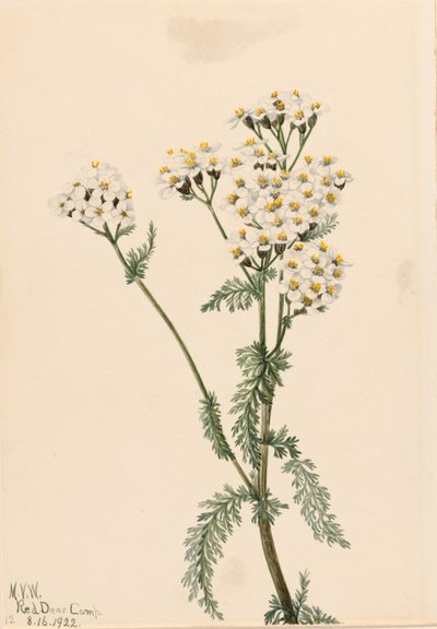 Western Yarrow by Mary Vaux Walcott